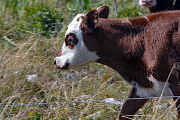 cattle